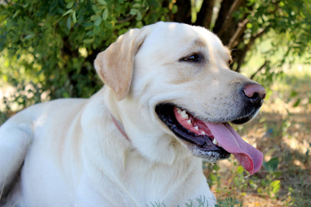 Labrador retriever retrato cervatillo de una mascota joven con lengua colgando con fondo de parque al aire libre
. - Foto, Imagen