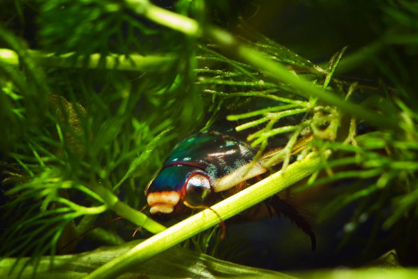 great diving beetle, Dytiscus marginalis, male hide in dense hornwort vegetation, wide-spread wild freshwater insect live in European moderate coldwater biotope aquarium - Photo, Image
