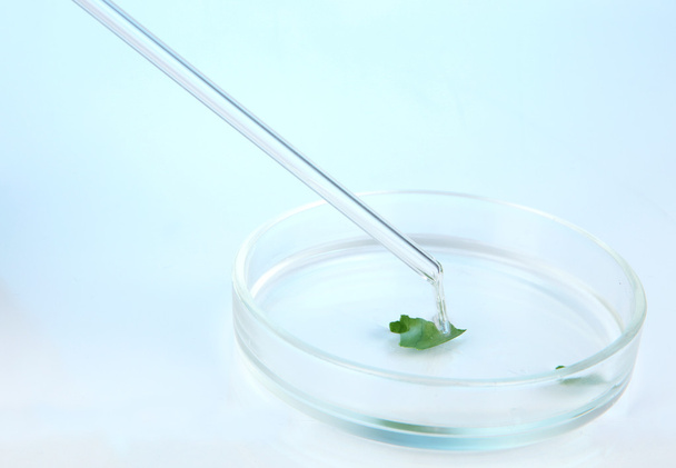 Chemical research in Petri dish on light blue background - Fotó, kép