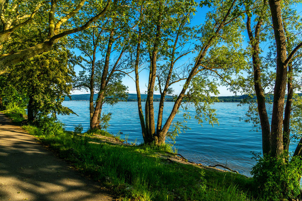 Puut kesällä järven rannalla järvi Constance
 - Valokuva, kuva