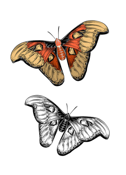 Handgezeichnete Skizze eines Schmetterlings in Farbe. isoliert auf weißem Hintergrund. Zeichnung für Plakate, Dekoration und Druck. Vektorillustration - Vektor, Bild