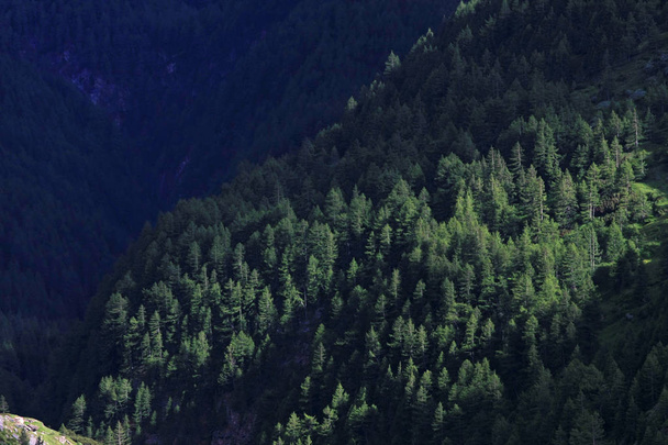 colpo scenico di bellissimo paesaggio forestale di montagna per lo sfondo
 - Foto, immagini