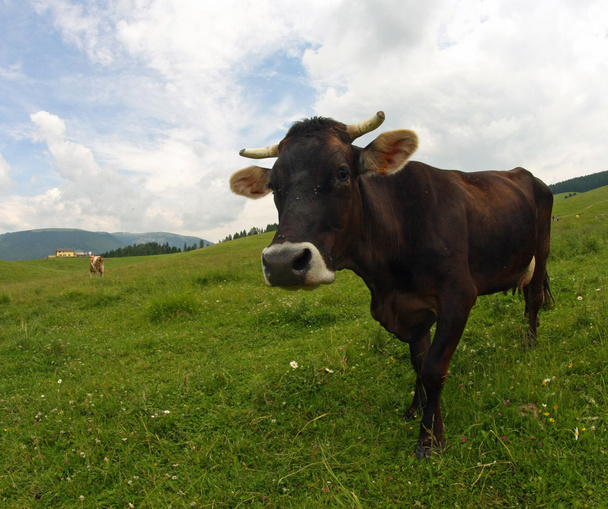jeune vache brune pâturant au milieu de la prairie alpine à th
 - Photo, image