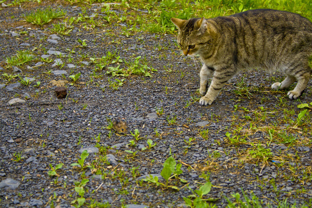 Η γάτα και το ποντίκι παρακολουθούν ο ένας τον άλλο. - Φωτογραφία, εικόνα
