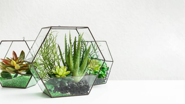 Mini-Sukkulenten-Gartenkonzept für zu Hause, Kopierraum - Foto, Bild