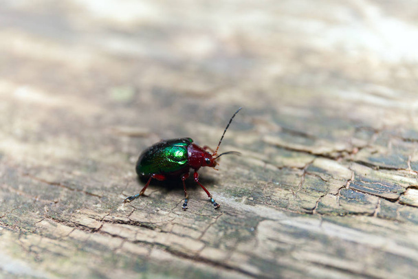 Ahşap bir bankta metalik yeşil böcek. Makro çekim. Seçici Alan Derinliği - Fotoğraf, Görsel
