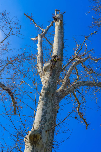 Bare tree branches against the blue sky in the park of Maria Lui - Fotoğraf, Görsel