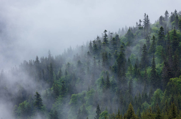 Po ciężkim deszczu Las górski pokryto chmurę. Tło projektowe. - Zdjęcie, obraz