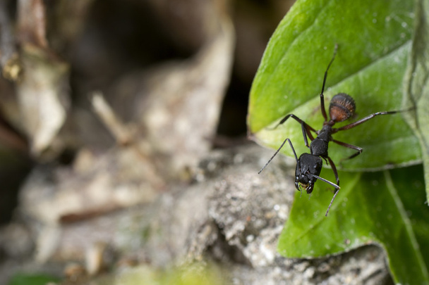 Macro de una hormiga - Foto, imagen