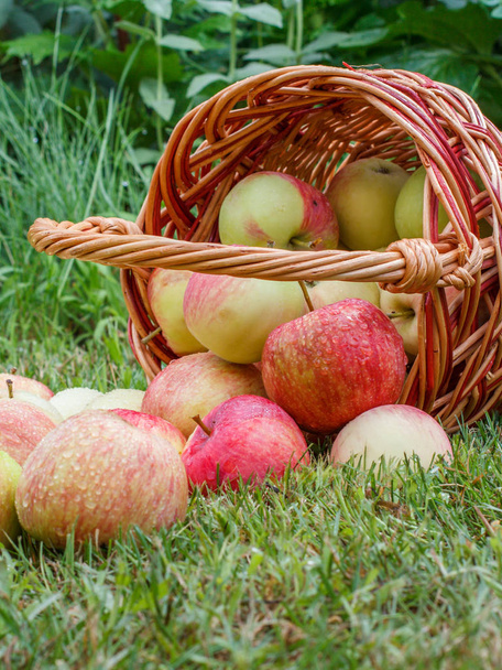 Κόκκινα μήλα σε ένα ψάθινο καλάθι και σε πράσινο γρασίδι στον οπωρώνα. - Φωτογραφία, εικόνα