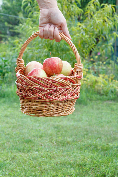 Female hand is holding a wicker basket with fresh ripe apples - Zdjęcie, obraz