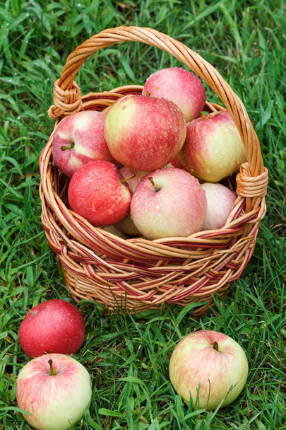 Gerade gepflückte Äpfel im Weidenkorb auf grünem Gras im Garten. - Foto, Bild