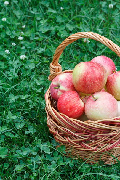 Csak almát szedtem egy fonott kosárban, zöld füvön a kertben.. - Fotó, kép