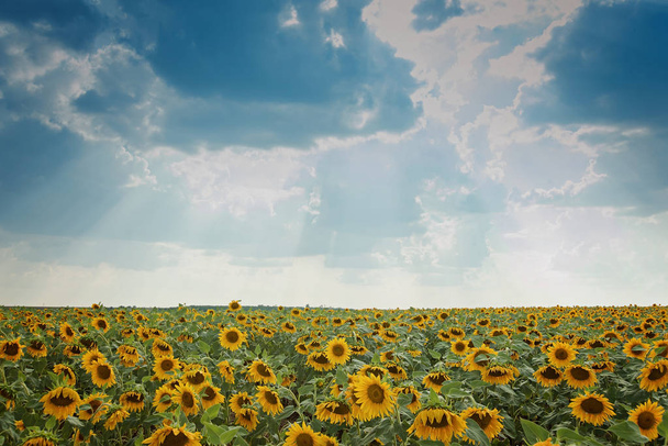malerischen Blick auf Sonnenblumenfeld mit bewölkten blauen Himmel auf dem Hintergrund zur Sommerzeit  - Foto, Bild