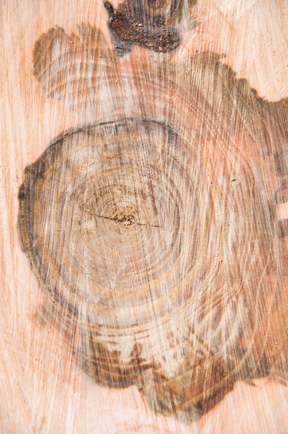 cut thick tree trunk. Wood texture. Stump. Wooden background - Photo, Image