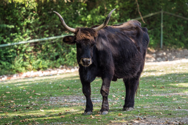 Cholery bydła, Bos primigenius taurus lub żubrów w zoo - Zdjęcie, obraz