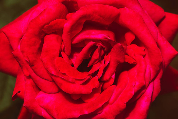 background nature Flower Valentine. Red rose full flower - Foto, Bild