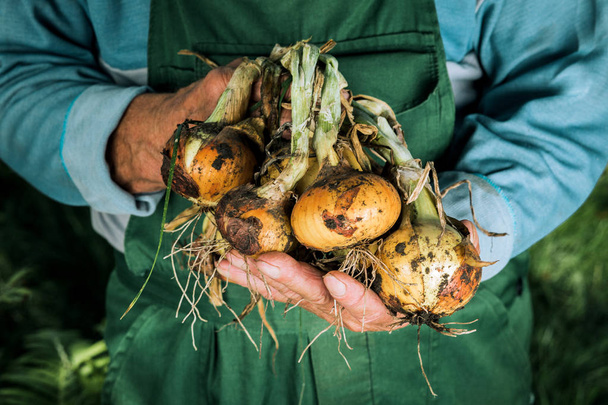 Verduras ecológicas. Cebollas orgánicas frescas en manos de los agricultores
 - Foto, imagen