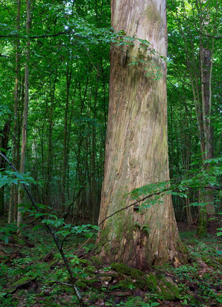 Dead huge oak tree barkless - Φωτογραφία, εικόνα