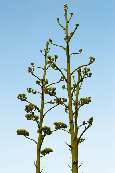 Zbliżenie roślin Agave Americana w rozkwicie, Działka Strażnicze - Zdjęcie, obraz