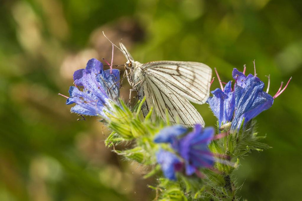 Image rapprochée du papillon de nuit blanc à nervure noire avec les yeux bruns assis sur une fleur bleue avec des pistils roses. Fond vert flou. Journée ensoleillée d'été dans la nature
. - Photo, image