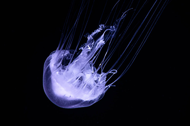 água-viva translúcida perigosa roxa que flutua na água do oceano escuro
 - Foto, Imagem