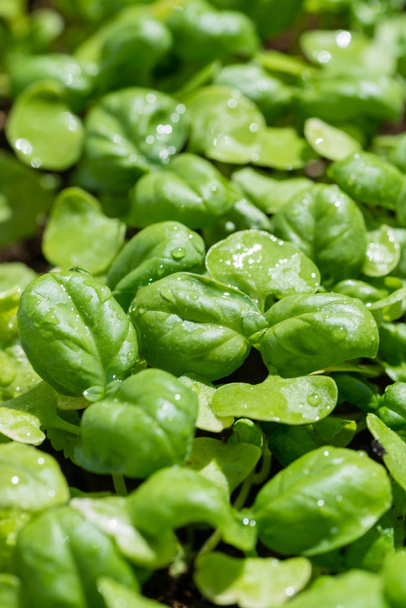 Closeup top view of green young sprouts - Foto, Imagen