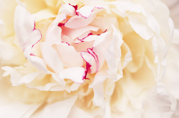 Nahaufnahme der schönen weißen Pfingstrosenblüte. Natürlicher Hintergrund. - Bild - Foto, Bild