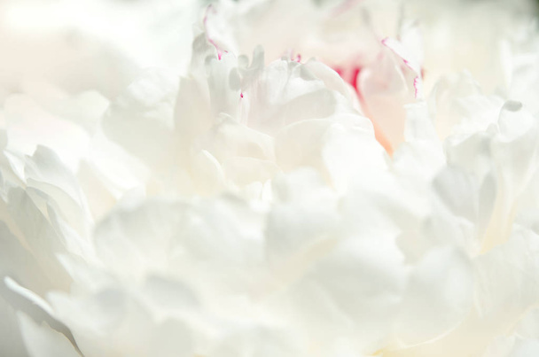 Закрыть красивый белый цветок пиона. Естественный фон. - Образ
 - Фото, изображение