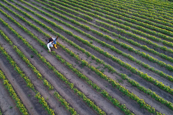 Vista dall'alto dell'agronomo che controlla la crescita delle piante nel campo
 - Foto, immagini
