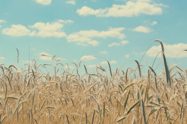 Campos de trigo. Grãos maduros. Espiguetas de trigo crescem em um campo em uma fazenda. Culturas de trigo. Natureza da Ucrânia. - Foto, Imagem