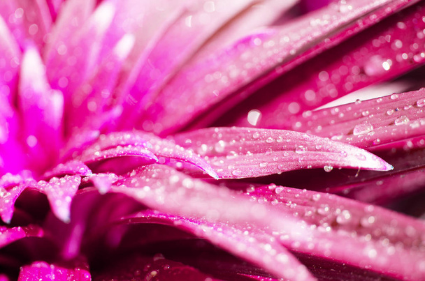 Water drops on the leaves lily. Pink toned photo. - Image - Photo, Image