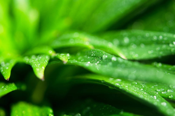 Water drops on the green leaves lily. Macro photography. - Image - Foto, Imagen