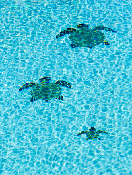 Três tartarugas de azulejos no fundo da piscina
 - Foto, Imagem