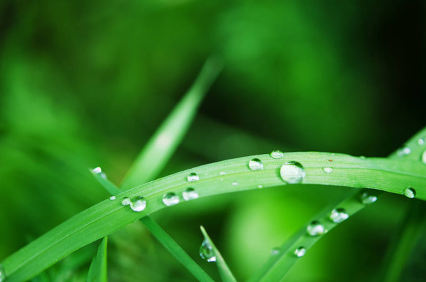Gotas de agua en la hierba verde. Fotografía macro. - Imagen
 - Foto, Imagen