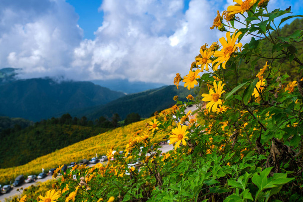 Mexická slunečnice v Tung Bua Tong - Fotografie, Obrázek