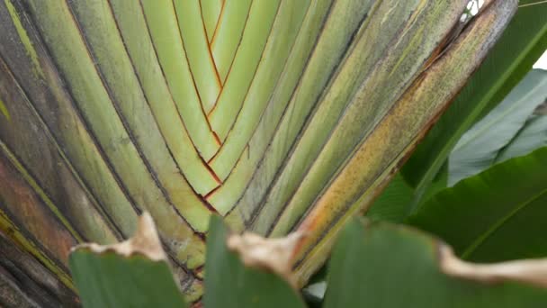 Large palm tree leaf. Textured large palm tree green tropical plant with crossing leaves - Footage, Video