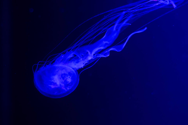 Lento movimento rilassante vista sfondo di una medusa di colore rosa incandescente lentamente galleggiante nell'acqua dell'acquario scuro
 - Foto, immagini