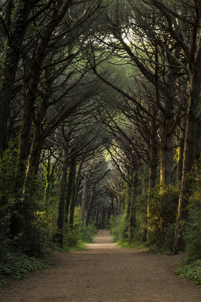 Majesteettinen metsämaisema keskeisellä tiellä. Marina di Bibbona
,  - Valokuva, kuva
