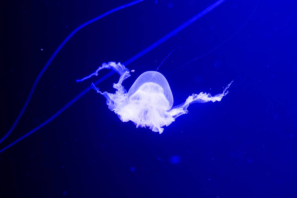 Slow motion relaxing view background of a glowing pink color jellyfish slowly floating in the dark aquarium water - Φωτογραφία, εικόνα