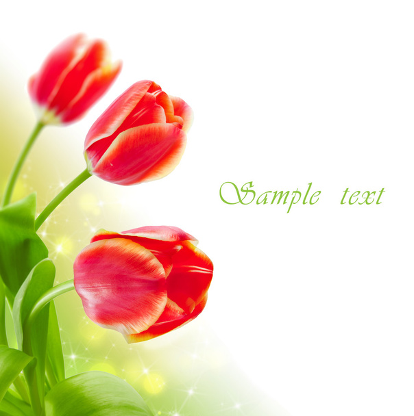Frühling Hintergrund mit Tulpen (flach dof) - Foto, Bild