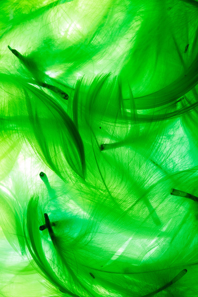 Color feathers - Photo, Image