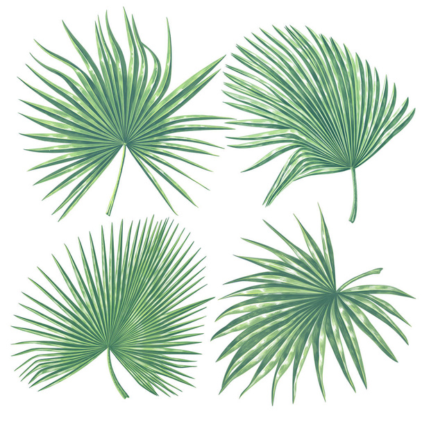 Coleção de folhas tropicais. Conjunto de folhas de palmeira em estilo realista com detalhes elevados
.  - Vetor, Imagem
