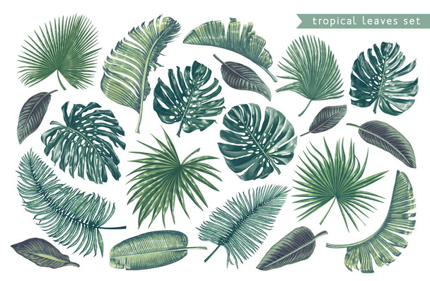 Set of tropical leaves  - Vector, Imagen