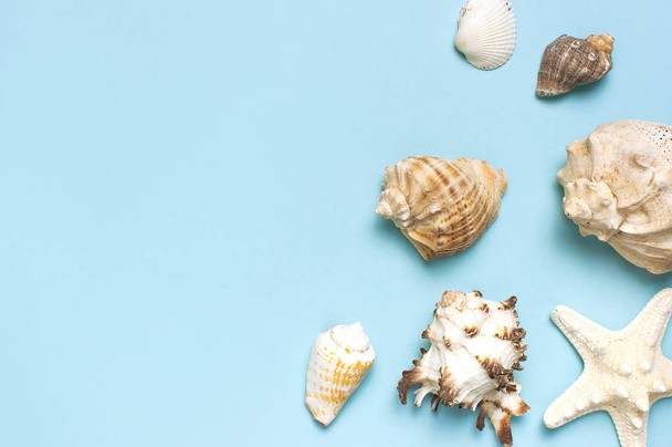 Summer concept, marine background. Different seashells and starfish on pastel blue background. Top view, flat lay, copy space. Sea summer vacation background. Travel, marine souvenir - Photo, Image