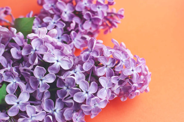 A branch of lilac on a orange light background. - Photo, Image
