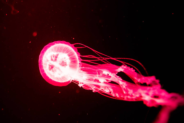 Fondo de vista relajante en cámara lenta de una medusa de color rojo brillante flotando lentamente en el agua oscura del acuario
 - Foto, imagen