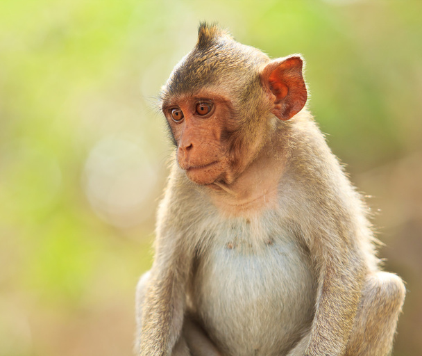 Monkey in thailand - 写真・画像