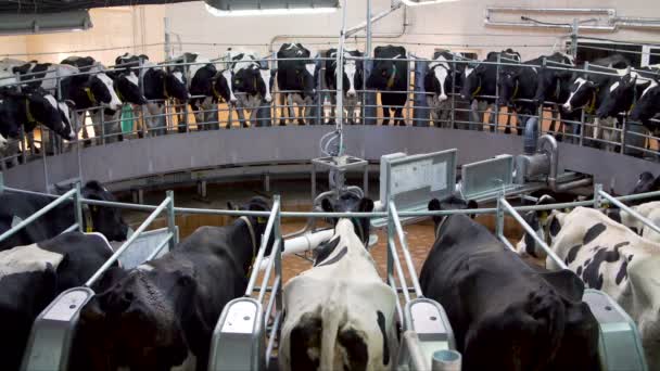 Automatyczny system karuzeli na farmie mlecznej doju - Materiał filmowy, wideo