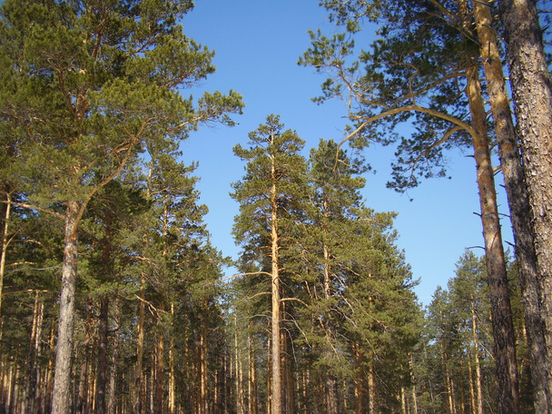 Coniferous forest - Fotó, kép